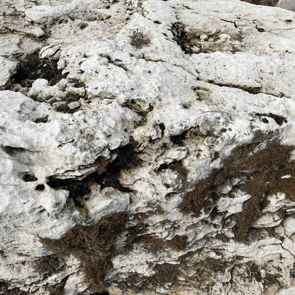 Вапняк, світло-сірий, валун - Зображення 2